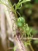 Micrommata virescens